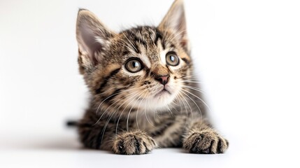 Obraz premium Cat isolated on white background