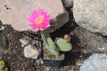 Opuntia basilaris var. ramosa 2700 kaktus opuncja