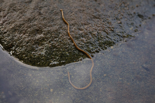 岩の上で動くコウガイビル