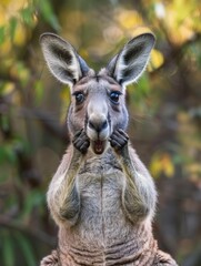 Obraz premium A very surprised and shocked kangaroo with its mouth open and paws touching its head. Funny inspired animal