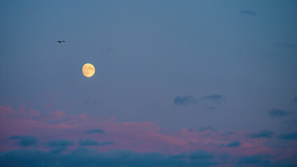 Moon. Clear sky. Bird in flight.