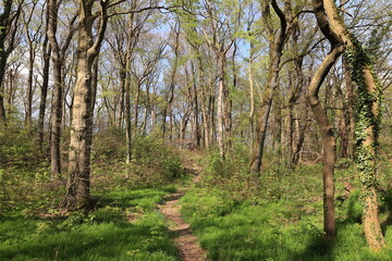 Blick auf das Felsenmeer in Hemer im Sauerland	