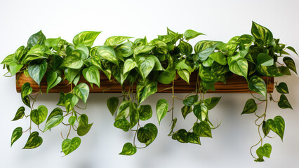 A pothos(Epipremnum aureum) with empty background. Created with generative AI