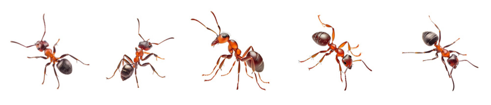 A Red ant on transparent  background