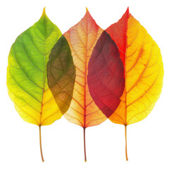 Fototapeta premium Gradient Leaves on Transparent Background