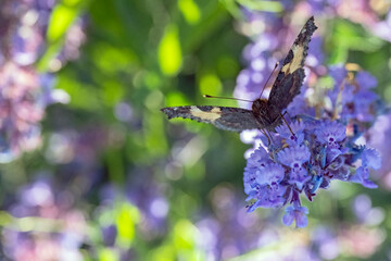 Schmetterling, Kleiner Fuchs