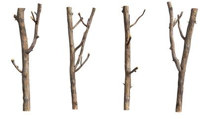 Fototapeta premium Pack of Realistic tree branches for nature-themed decoration and crafts Isolated on transparent background.