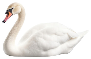 Fototapeta premium PNG Swan animal white bird.