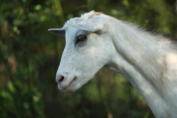 Cute domestic goat outdoor in nature country landscape