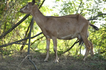 Cute domestic goat outdoor in nature country landscape