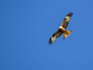 Ein Rotmilan (Milvus milvus) im Flug vor blauem Himmel