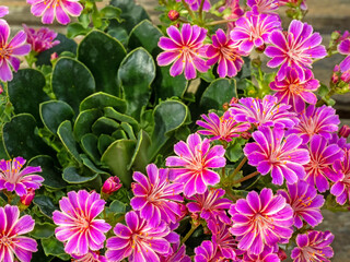 Nahaufnahme einer rosafarbenen Blüte der Bitterwurz (Lewisia cotyledon) von oben gesehen mit weiteren Blütenständen im Hintergrund