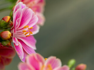 Nahaufnahme einer rosafarbenen Blüte der Bitterwurz (Lewisia cotyledon) von der Seite gesehen mit weiteren Blütenständen im Hintergrund