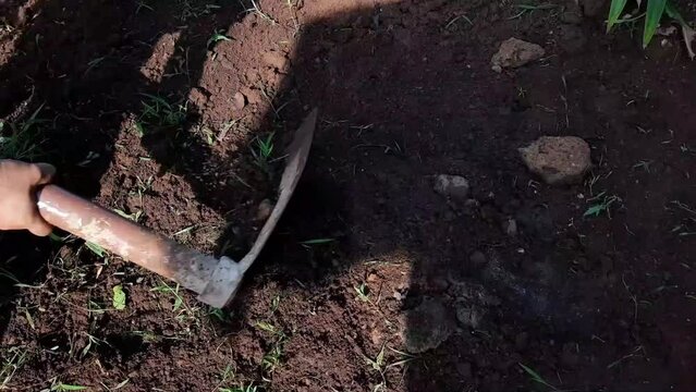 someone hoeing the ground overgrown with weeds, Removing weeds, Gardening, Weeding