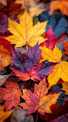 Fototapeta premium Colorful Autumn Leaves Pile