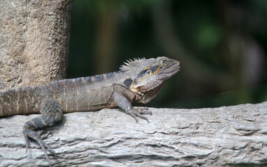 Water Dragon lizard reptile sitting on a log