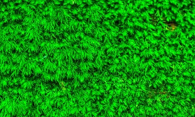 Natural green moss background