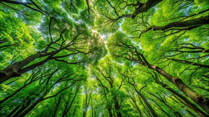 A close-up view of lush green tree canopies in a dense forest , nature, foliage, greenery, branches, leaves, canopy, trees