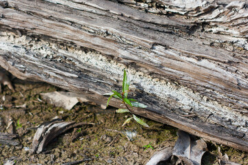 Dead tree lying on ground during dry season. 