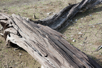 Dead tree lying on ground during dry season. 
