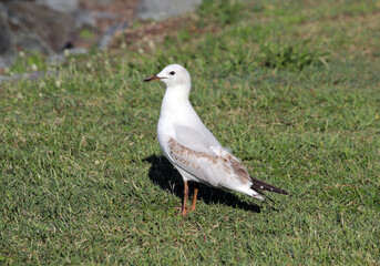 Silver Gull seagull bird standing on green grass