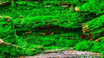 Green moss nature background