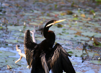 Australasian Darter bird standing by the side of a lake with its wings stretched out