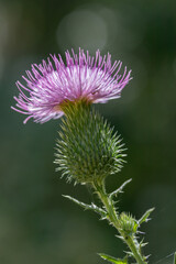 Wild thistle flower blooming in natural meadow