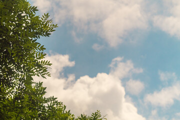 Green tree branches against the background of fluffy white clouds in the blue sky, blank for design. Tinted, with copy space.