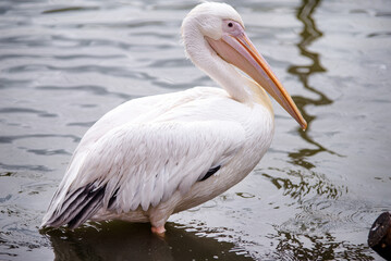 A white pelican is standing in the water