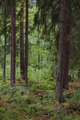 lush green forest in summer