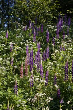 purple lupins blooming
