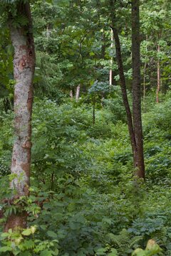 lush green forest in summer