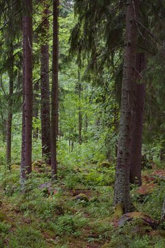 lush green forest in summer