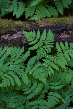 fern in the forest