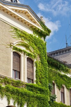 green plant growing on a building facade
