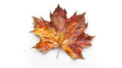 Autumn themed leaf frame on white background for composition