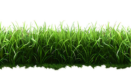 Obraz premium realistic grass isolated on transparent background,generative ai