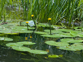 Yellow water lilies bloom amidst lush green reeds in a tranquil pond. A peaceful, natural aquatic...