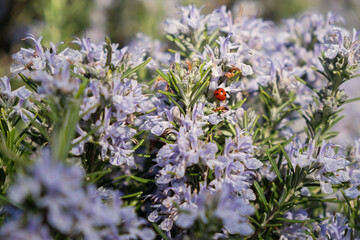 Rosemary blooms in close-up. Pale purple flowers bloomed in the park. Fragrant seasoning is a flower bed decoration. Floral natural background in the sunlight. Soft selective focus. blurred background