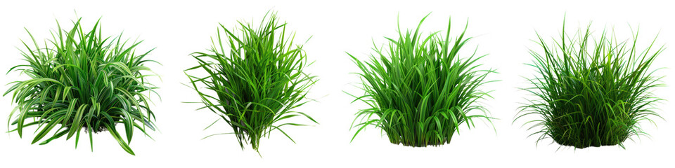 Set of four green grass clumps on white background. Ideal for lawn, garden, or landscaping concepts. Fresh and vibrant nature imagery.