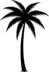 silhouette of a tropical palm tree