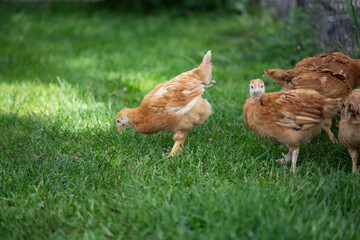 Hens grazing on grass in a free range organic farm