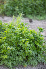 Parsley grows in the garden. Green leaves of parsley