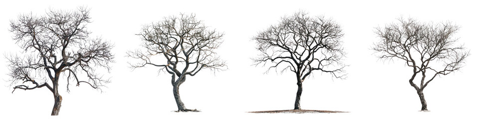 Fototapeta premium Four bare trees in winter, showcasing unique branch patterns against a white background, highlighting natural beauty and seasonal change.