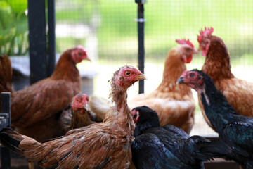 Poor chicken in local farm