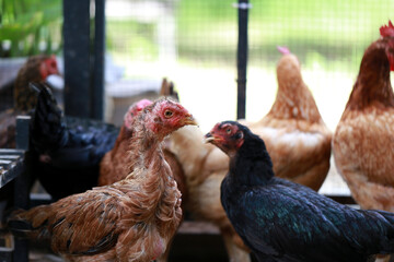 Poor chicken in local farm