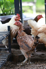Poor chicken in local farm
