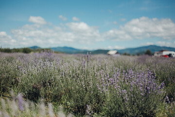 lavender field in the mountains