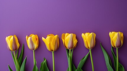 Close up of yellow tulips on a purple background with room for text